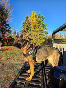 caçadores de vazamentos k9